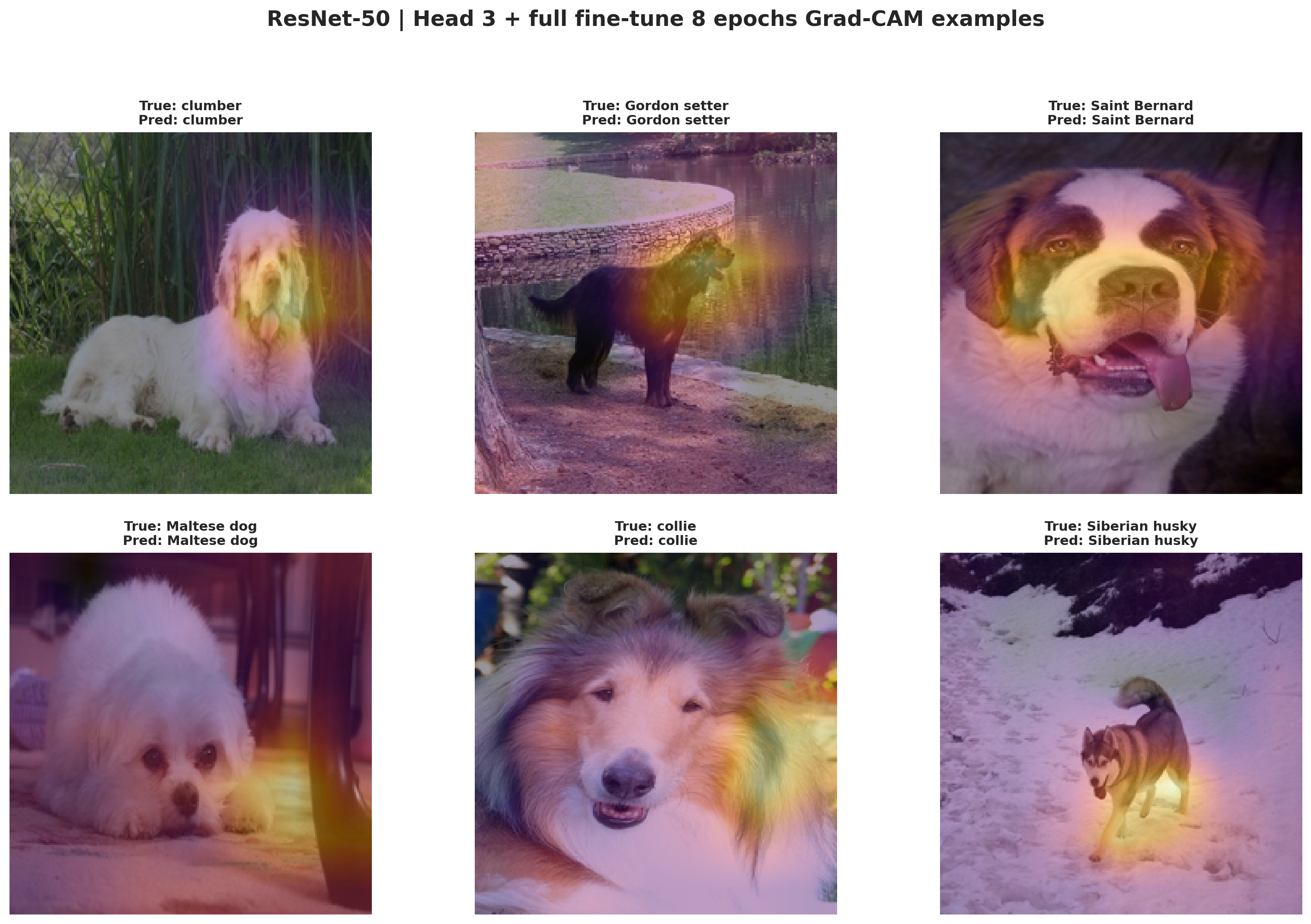 ResNet-50 staged Grad-CAM gallery on Stanford Dogs