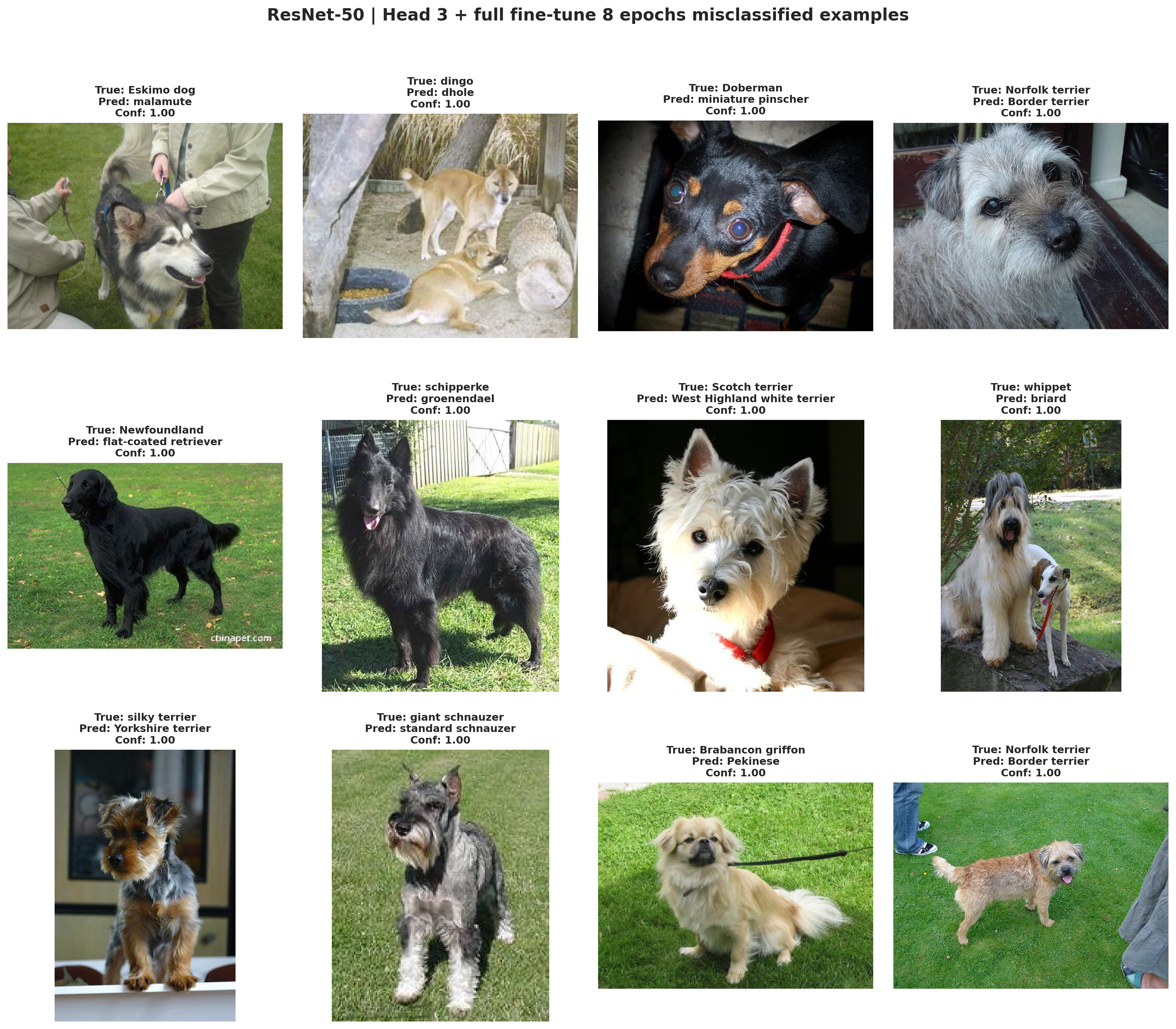 ResNet-50 staged misclassified Stanford Dogs examples