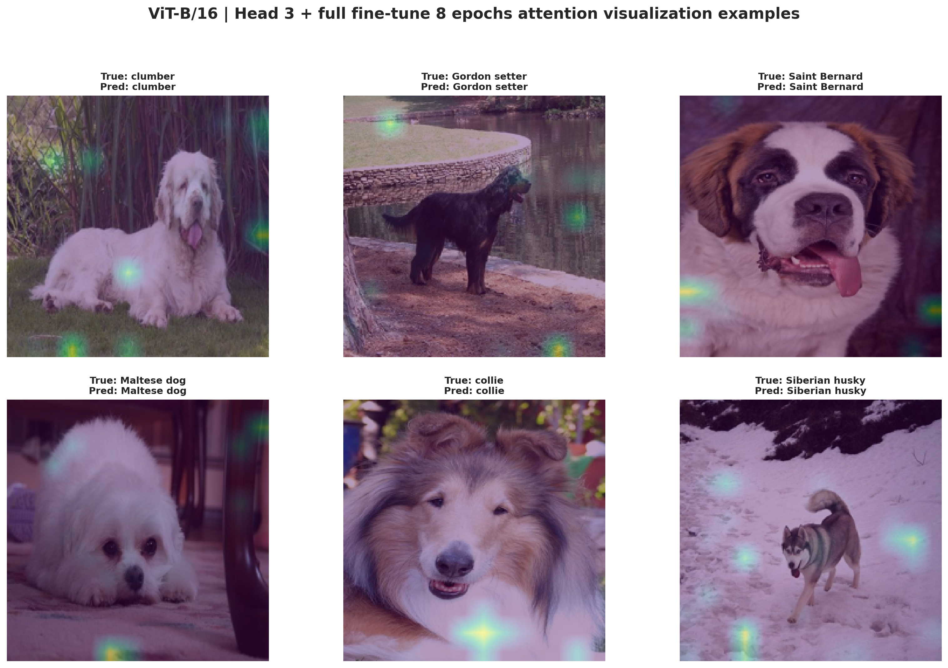 ViT-B/16 staged attention visualization gallery on Stanford Dogs