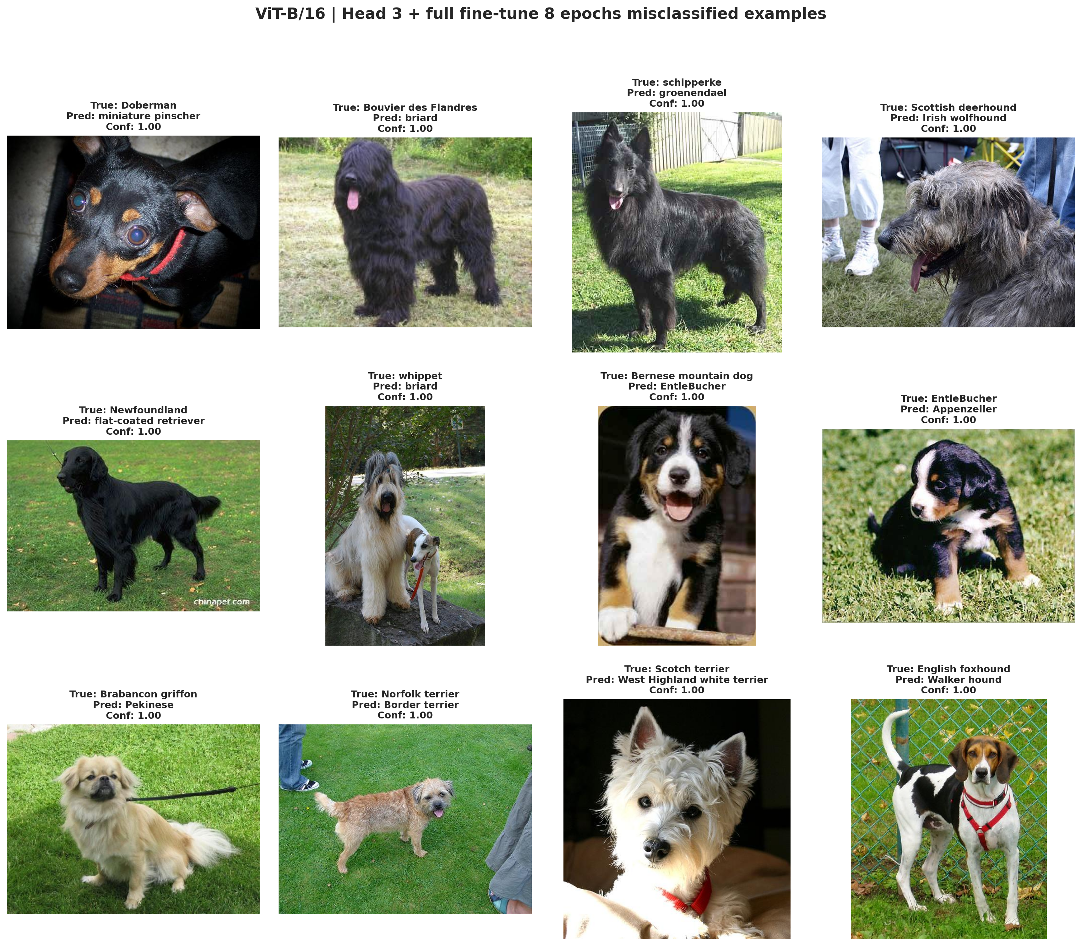 ViT-B/16 staged misclassified Stanford Dogs examples