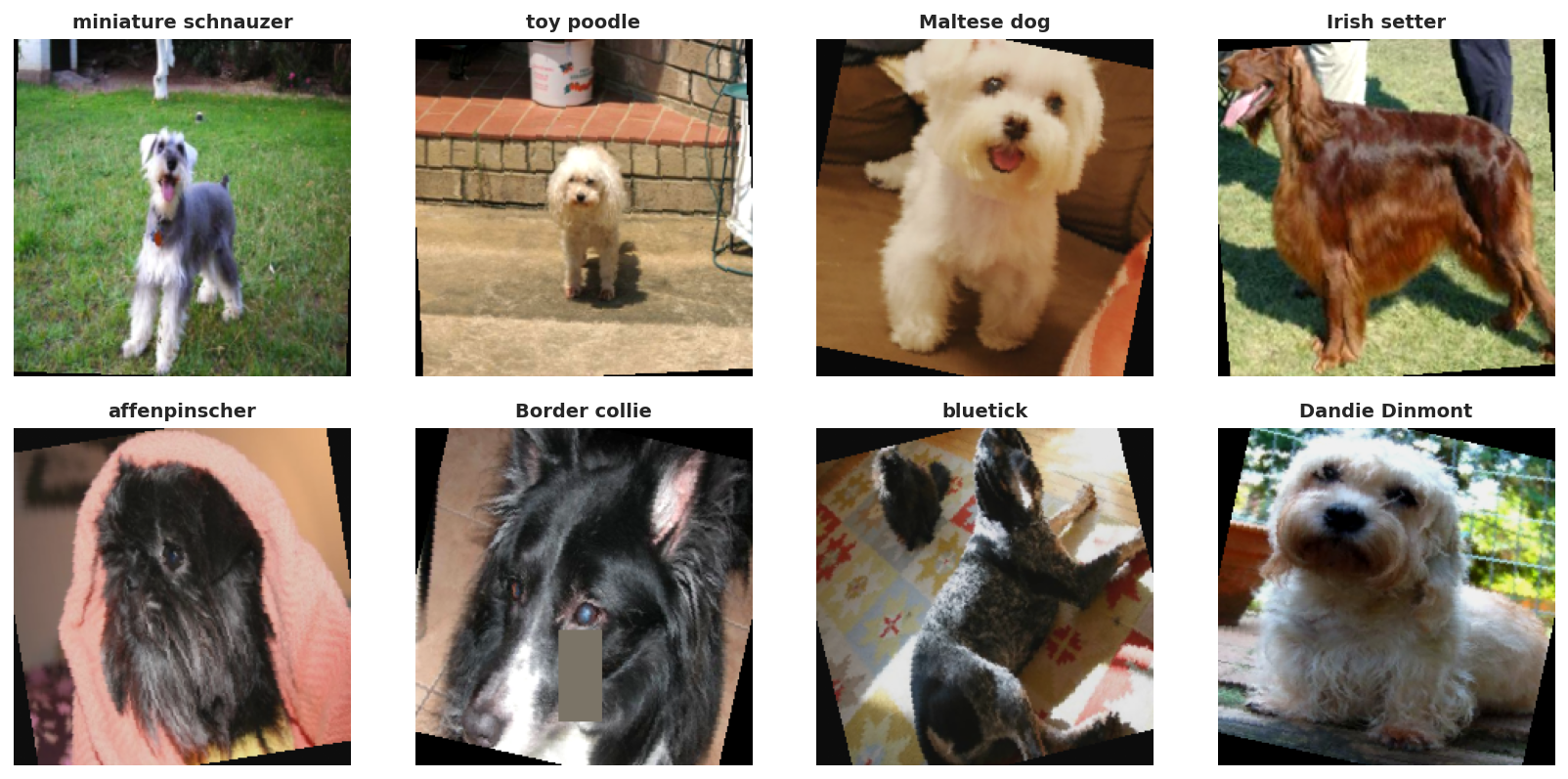 Augmented Stanford Dogs batch preview