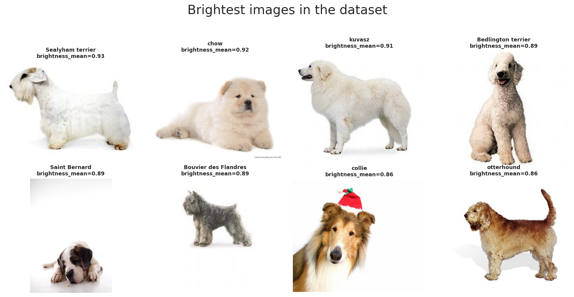 Brightest Stanford Dogs examples
