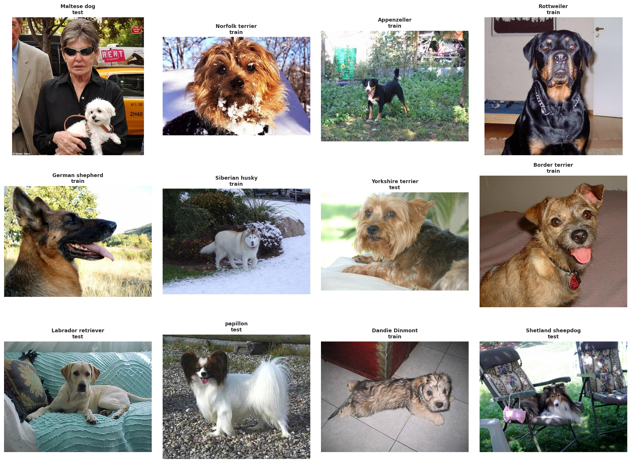 Stanford Dogs random breed samples